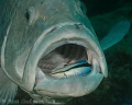 Can I close my mouth now?  Rankin Cod having its teeth cleaned.  Ningaloo Reef, Western Australia.  Canon 20D & Canon 100 macro 